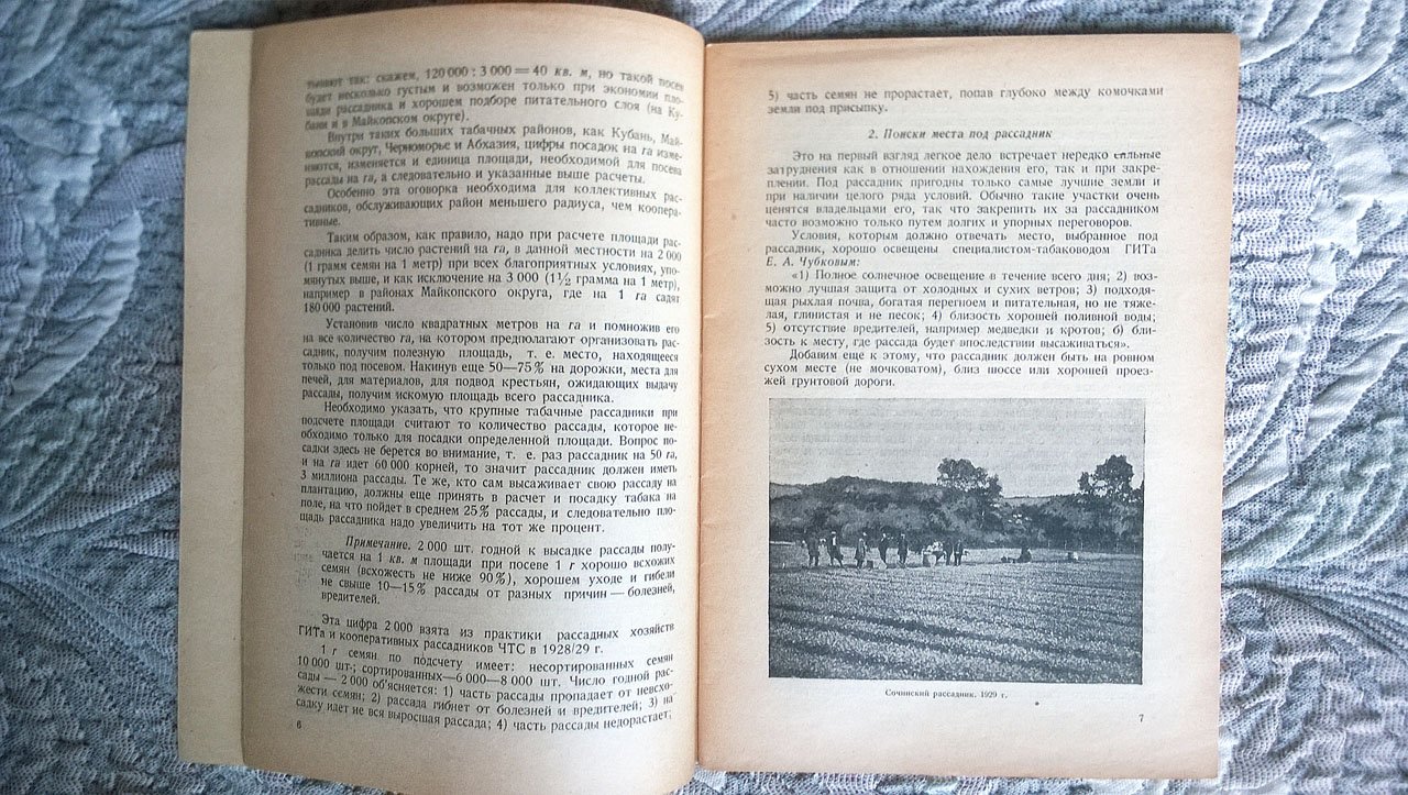 Агроном А.Н. Геталло (Гаталло). Крупные рассадники желтых табаков.