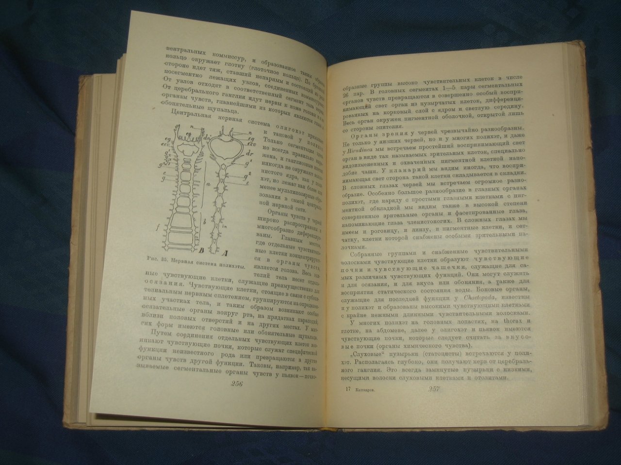 Кашкаров Д.Н. Современные успехи зоопсихологии.