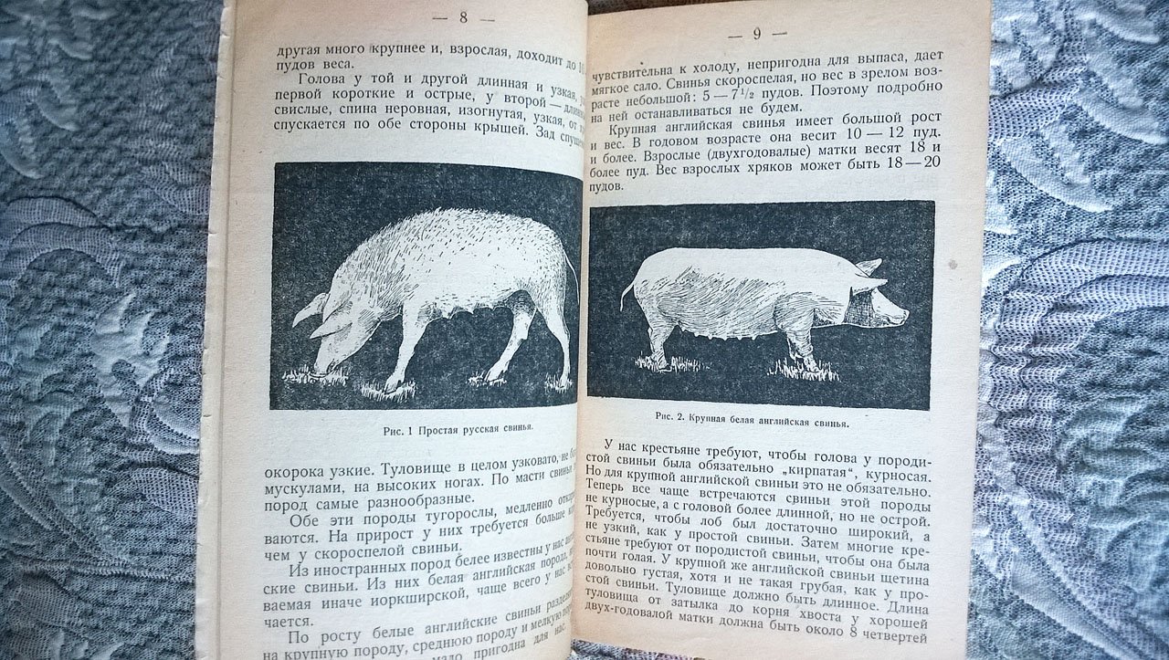 Крестов А. Разведение и улучшение свиней.