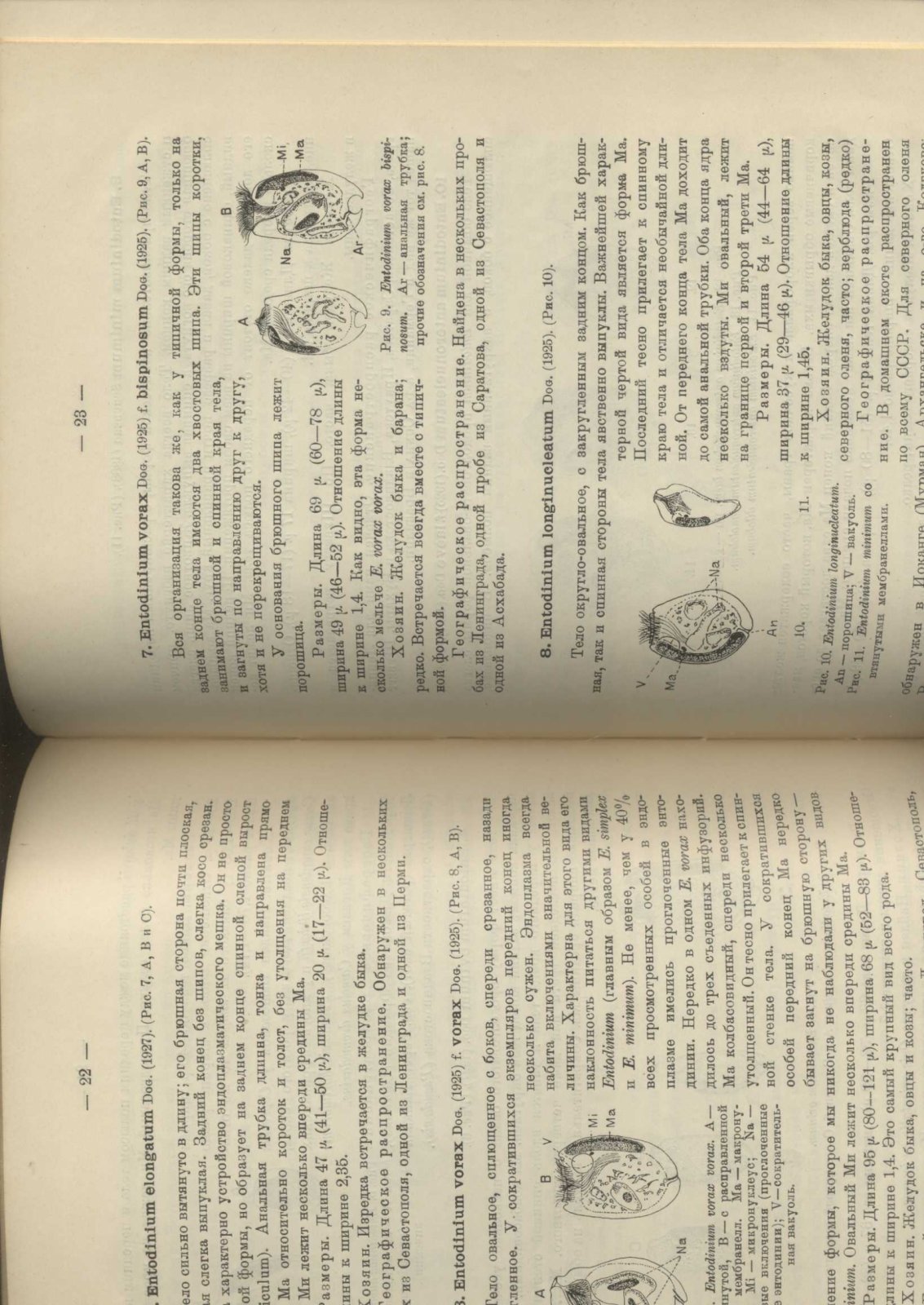Догель В.А. Простейшие – Protozoa. Малоресничные инфузории – Infusoria oligotricha. Сем. Ophryoscolecidae.