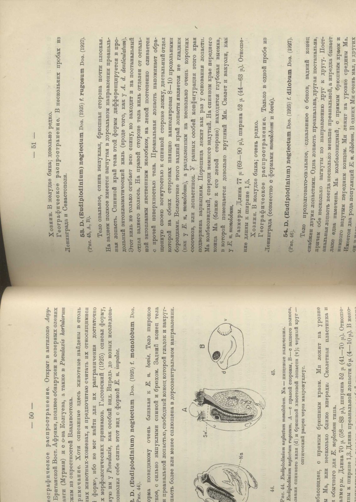 Догель В.А. Простейшие – Protozoa. Малоресничные инфузории – Infusoria oligotricha. Сем. Ophryoscolecidae.