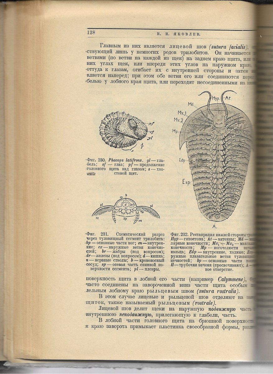 Яковлев Н.Н. Учебник палеонтологии.