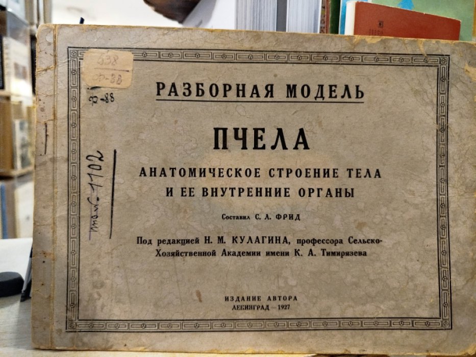 Разборная модель `Пчела`. Анатомическое строение тела и ее внутренние органы.