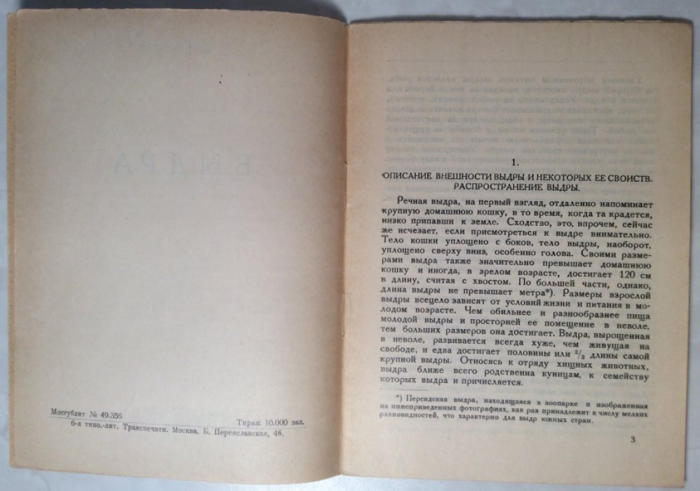 Подъяпольский Н.Н. Выдра.