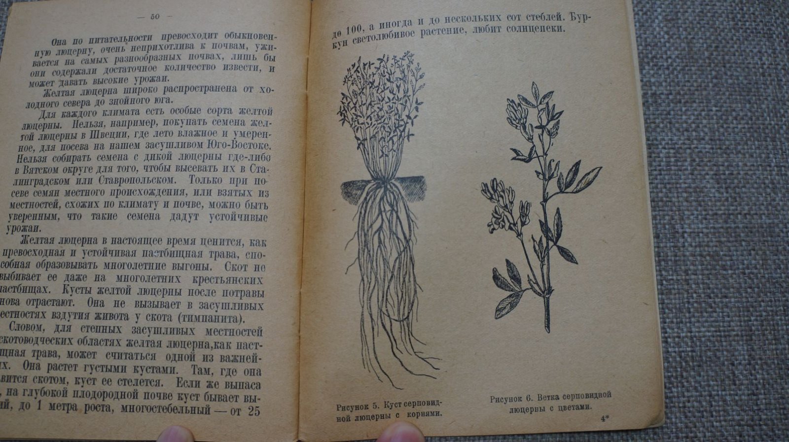 Колесников Г. А. Люцерна и донник.
