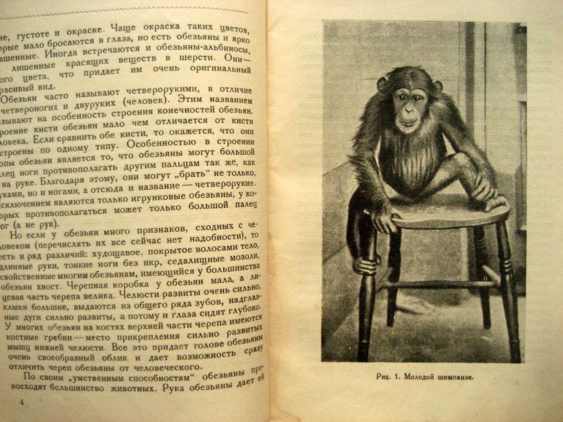 Плавильщиков Н. Обезьяны.