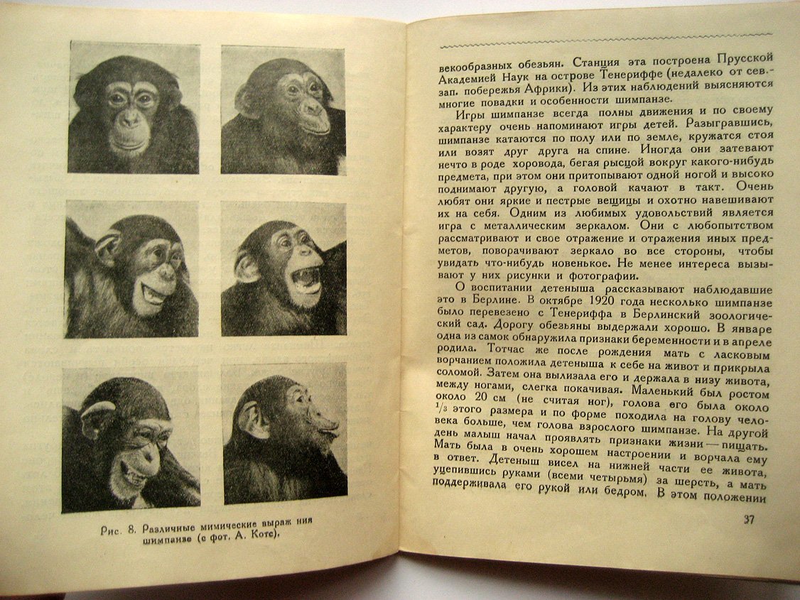 Плавильщиков Н. Обезьяны.