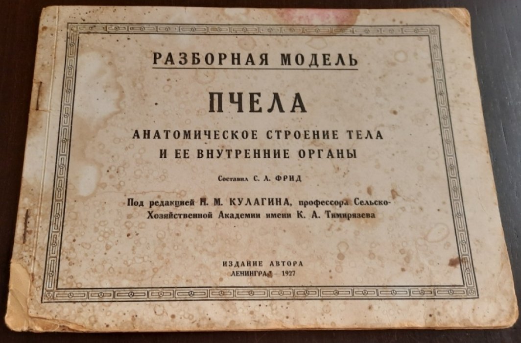 Разборная модель `Пчела`. Анатомическое строение тела и ее внутренние органы.
