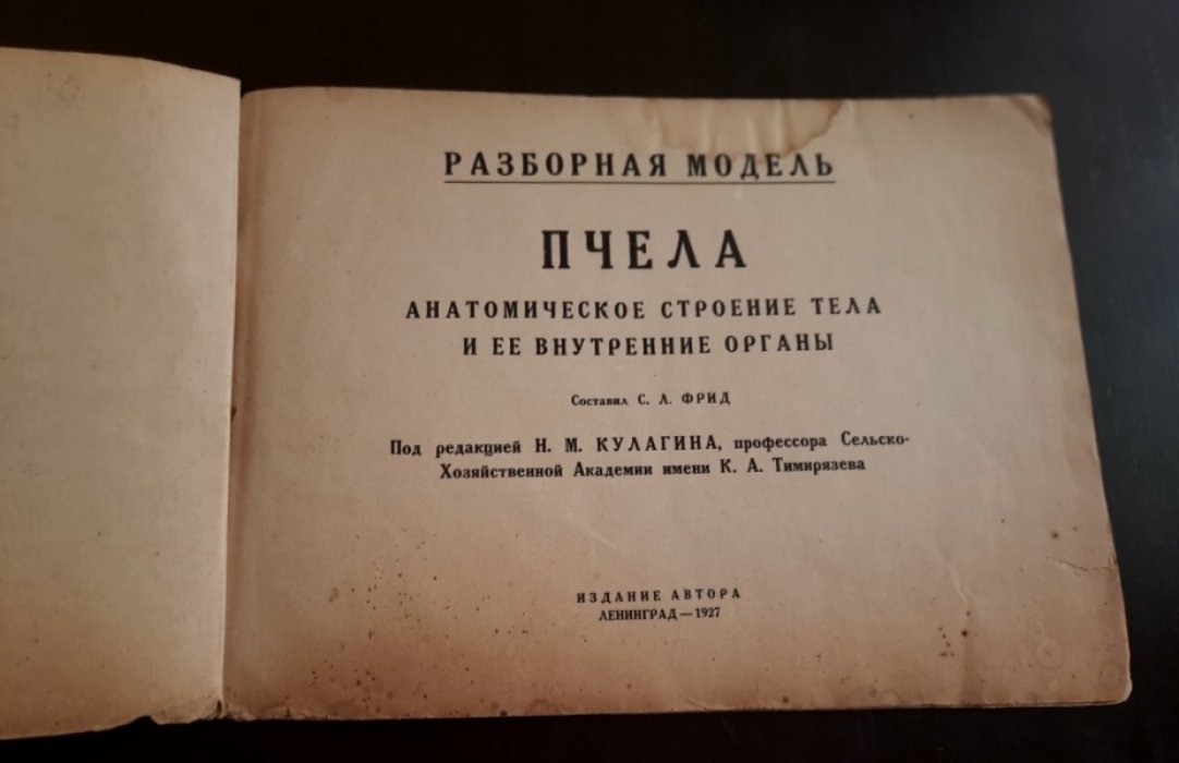 Разборная модель `Пчела`. Анатомическое строение тела и ее внутренние органы.