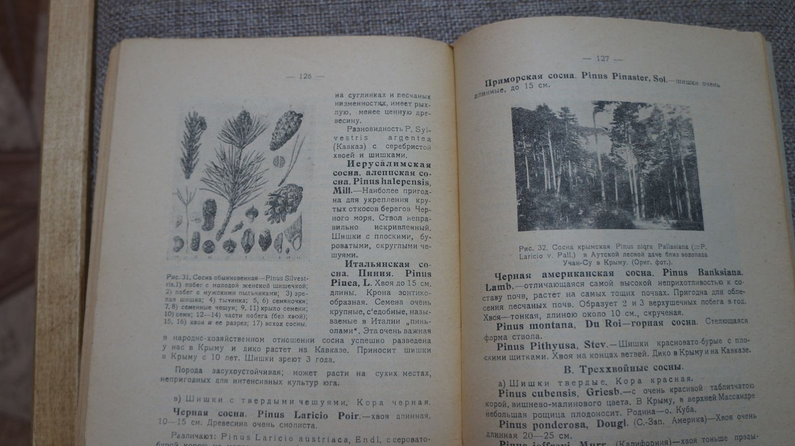 Углицких А. Н. Лесные и декоративные деревья и кустарники. С 36 рисунками