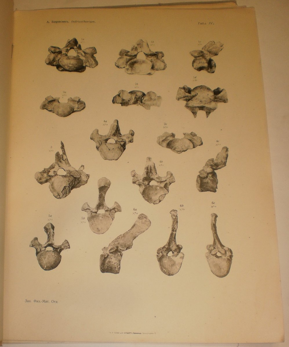 Борисяк А. О роде Indricotherium N.G. (сем. Rhinocerotidae).