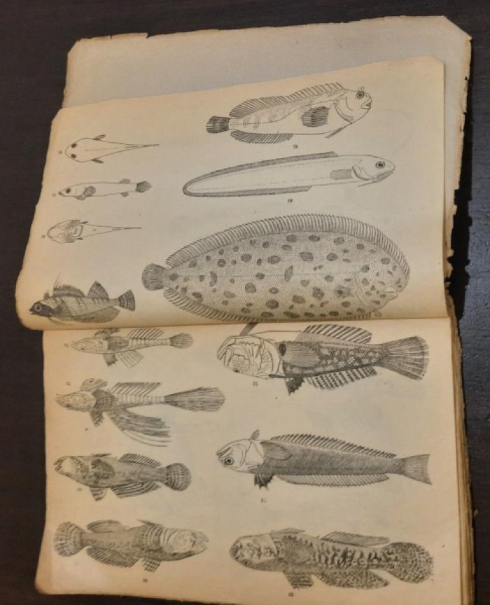 Книпович Н.М. Определитель рыб Черного и Азовского морей.