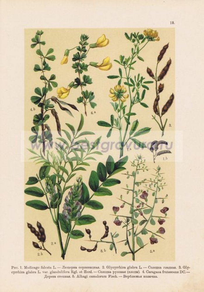 Цветы. Люцерна серповидная, солодка гладкая, солодка русская (плоды), дереза степная, верблюжья колючка.