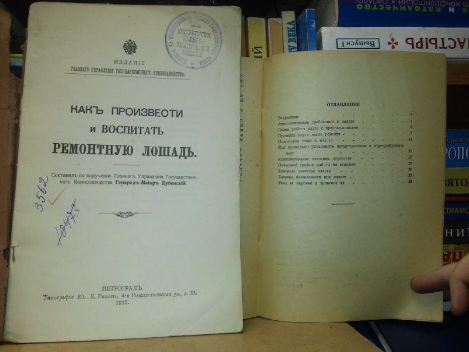 Как произвести и воспитать ремонтную лошадь.