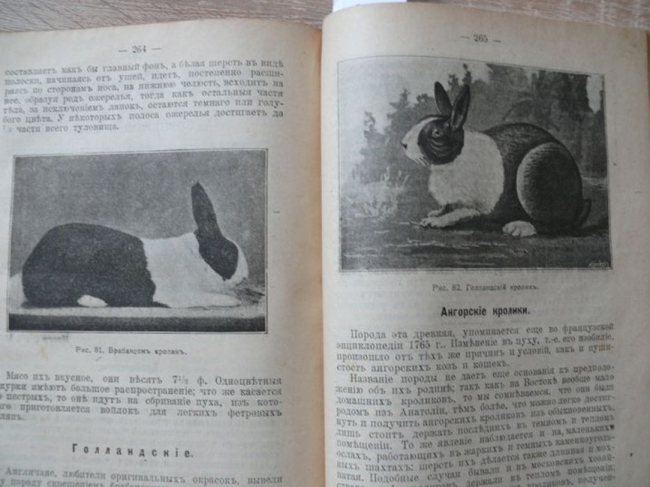 Голубицкий С. Е. Кролики. В двух частях. Часть 1 и 2.