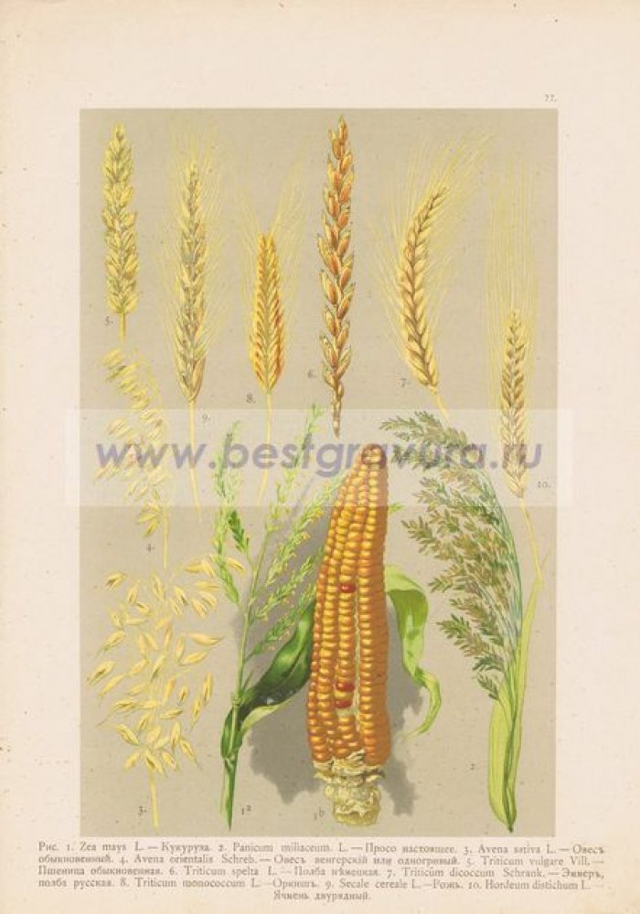 Злаки. Кукуруза, просо, овес, пшеница, полба, оркиш, рожь, ячмень.