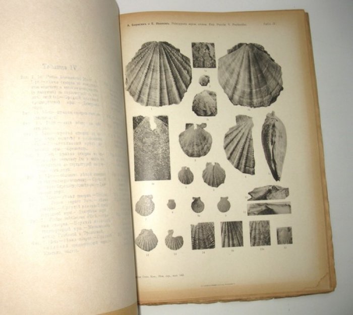 Борисяк А., Иванов Е. Pelecypoda юрских отложений Европейской России. Вып. V: Pectinidae. С 4-мя таблицами.