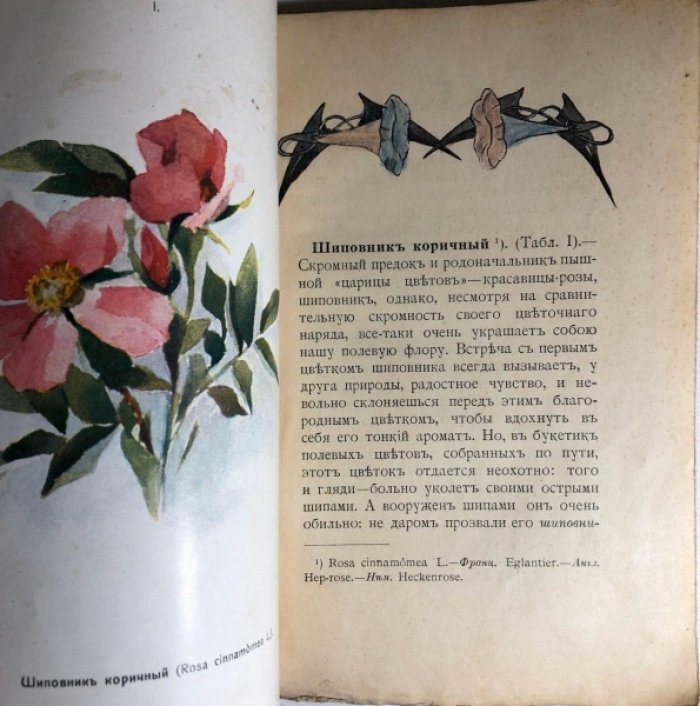 Кайгородов Д. Наши летние цветы. Популярные очерки Димитрия Кайгородова.