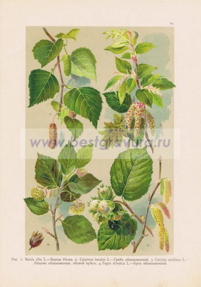 Деревья. Береза белая, граб, лещина (лесной орех), бук.