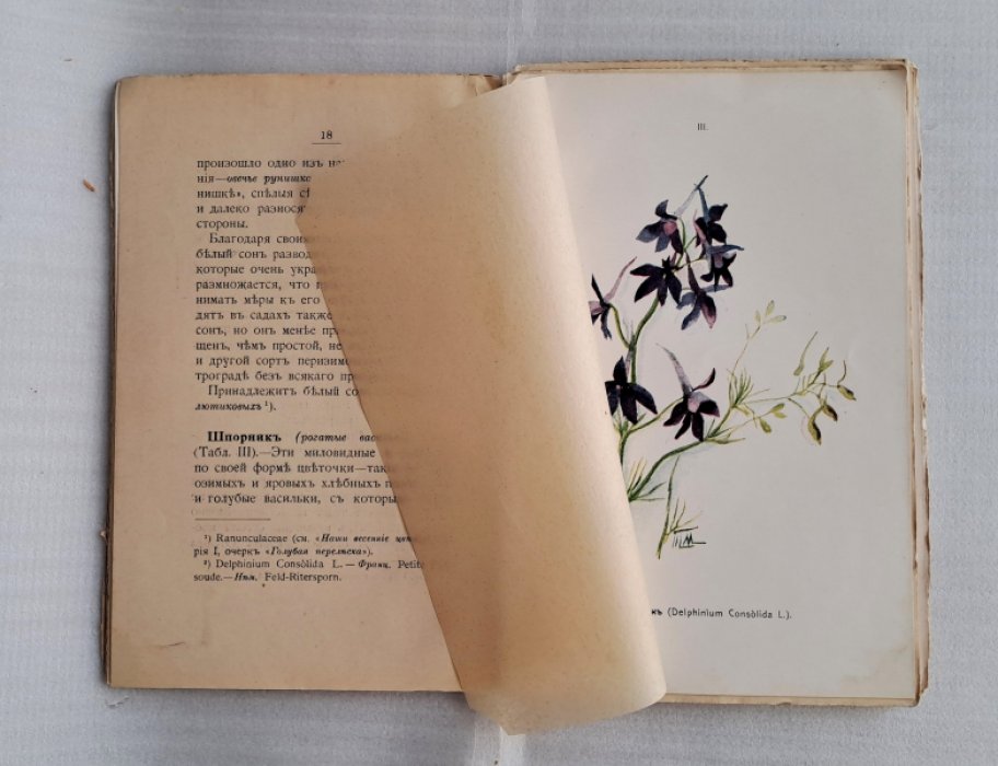 Кайгородов Д. Наши летние цветы. Серия III.