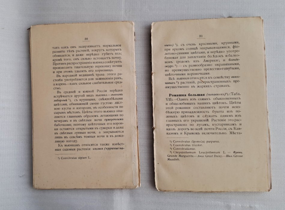 Кайгородов Д. Наши летние цветы. Серия III.