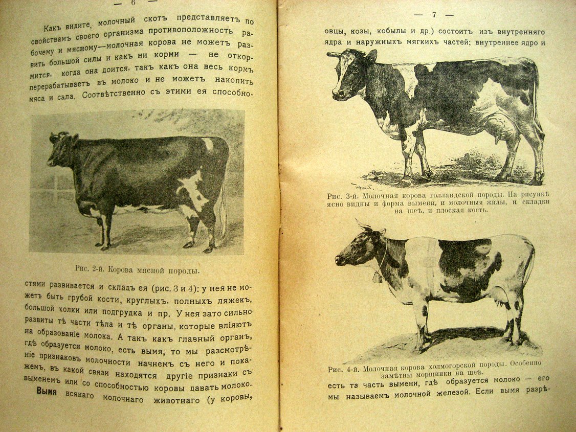 Калантар А. Выбор молочной коровы.
