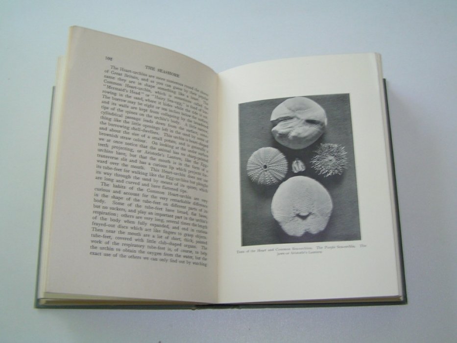 F. Martin Duncan. The Sea Shore. A Book for Boys & Girls.