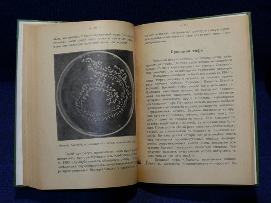 Говард. Комнатная муха.