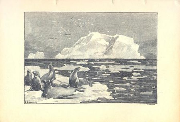 Камский, М.И. Морские львы, тюлени, моржи, котики.