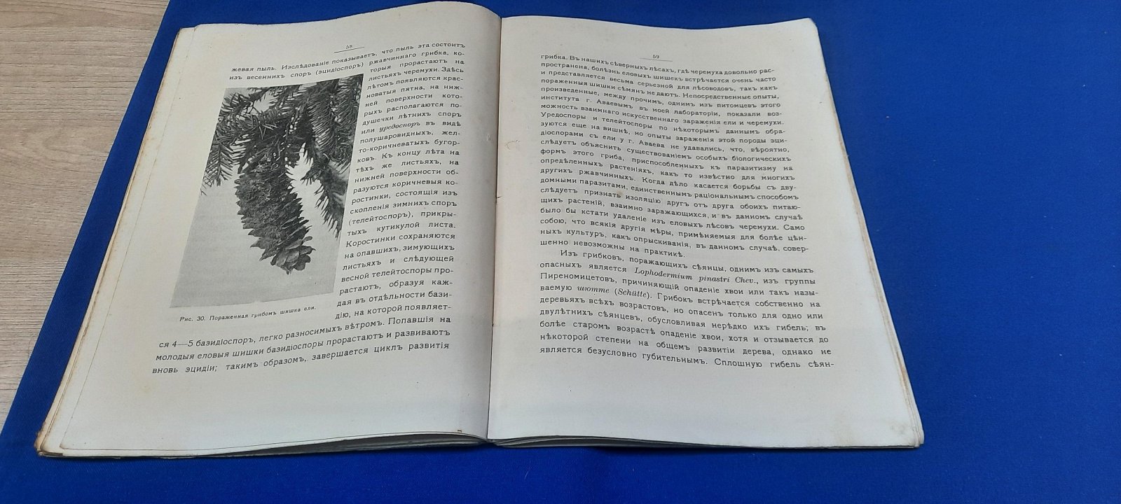 Ячевский А.А. Лекция о болезни древесных пород, читанная на курсах для лесничих.