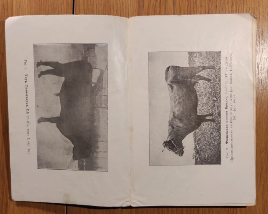 Блумберг Ж.И. Племенная книга Балтийского крестьянского скота. Том 2. 1912.