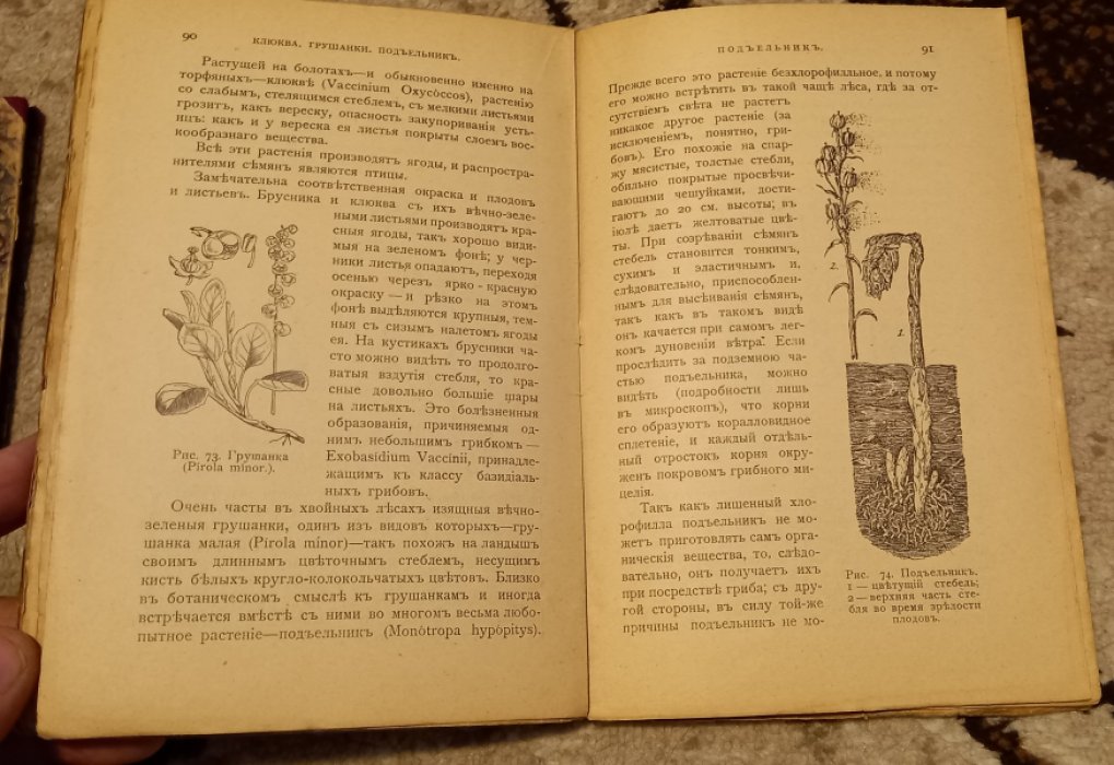 Аржанов С.П. Из жизни растений. Популярно-биологические очерки для самостоятельных и школьных экскурсий. В хвойном лесу.