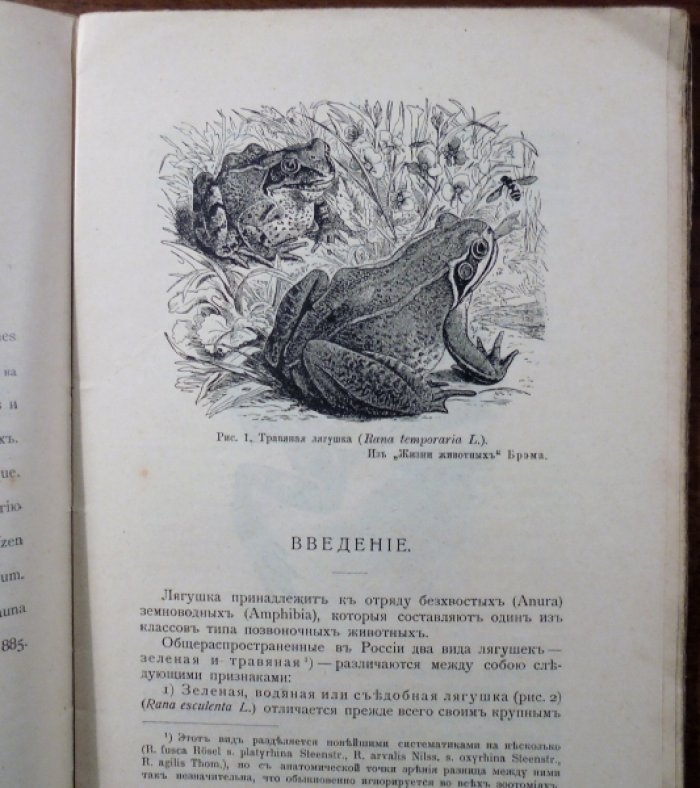 Лягушка. Практическая зоотомия.