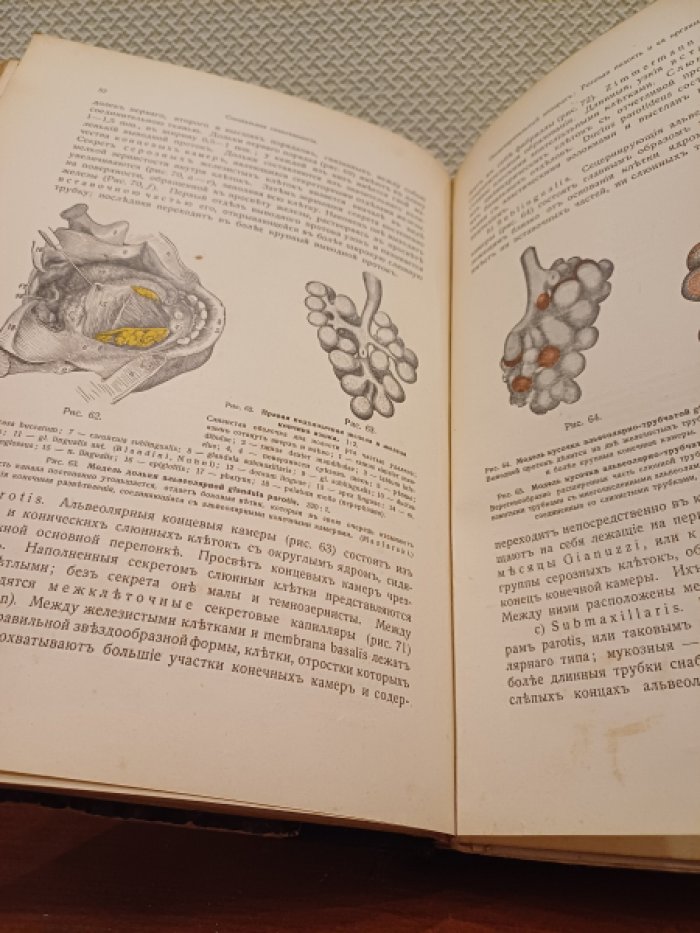 Раубер А. Руководство анатомии человека. Том 4. Внутренности.