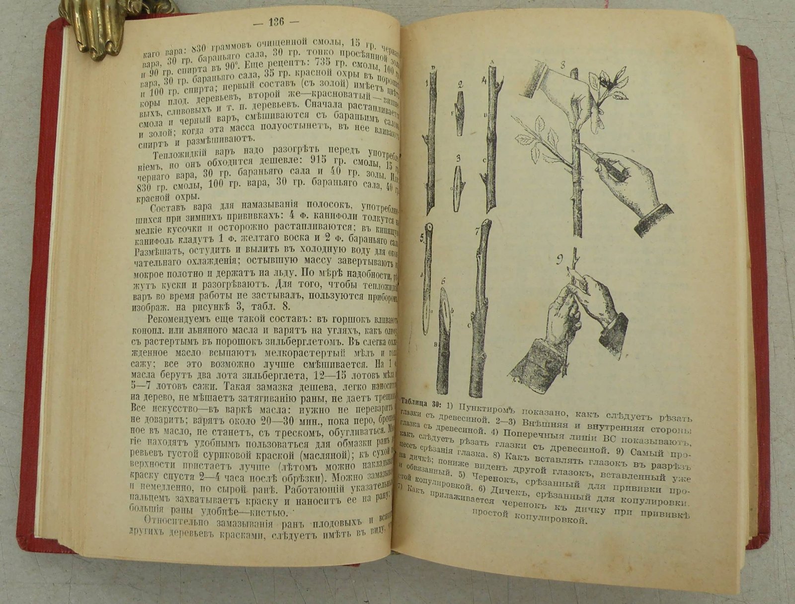 Штейнберг П.Н. Садовая энциклопедия.