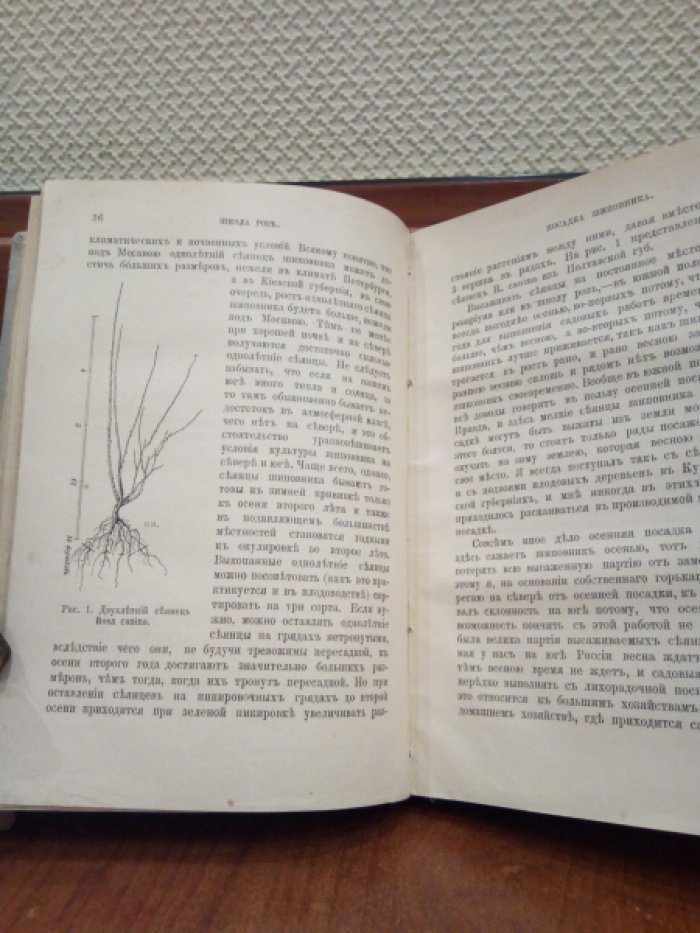 Смирновский А., Кичунов Н.И. Конволют. Комнатное цветоводство. Культура розы в открытом грунту и под стеклом.