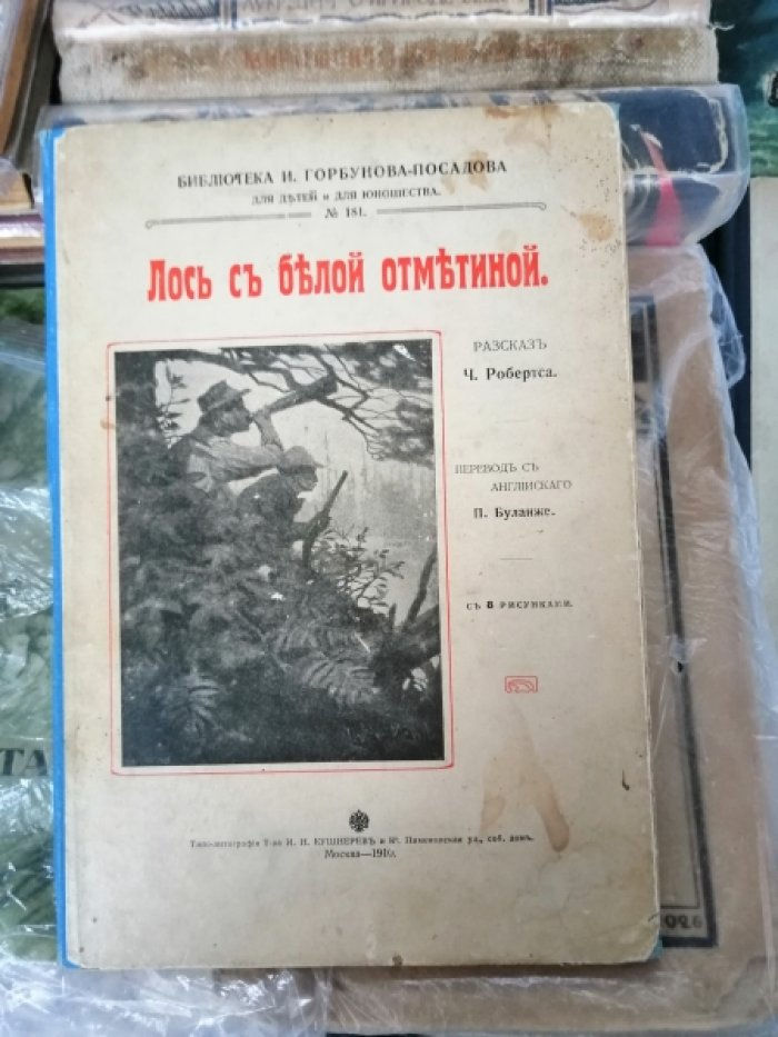Лось с белой отметиной.