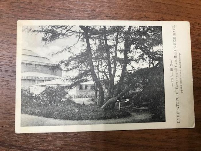 С.-Петербург. Императорский Ботанический Сад Петра Великого. Группа плакучих лиственниц.