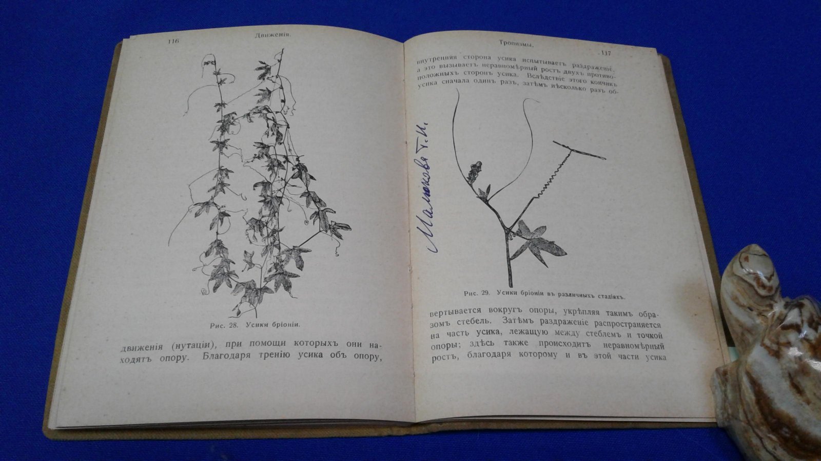 Ганзен А. Физиология растений. С 43 рисунками.