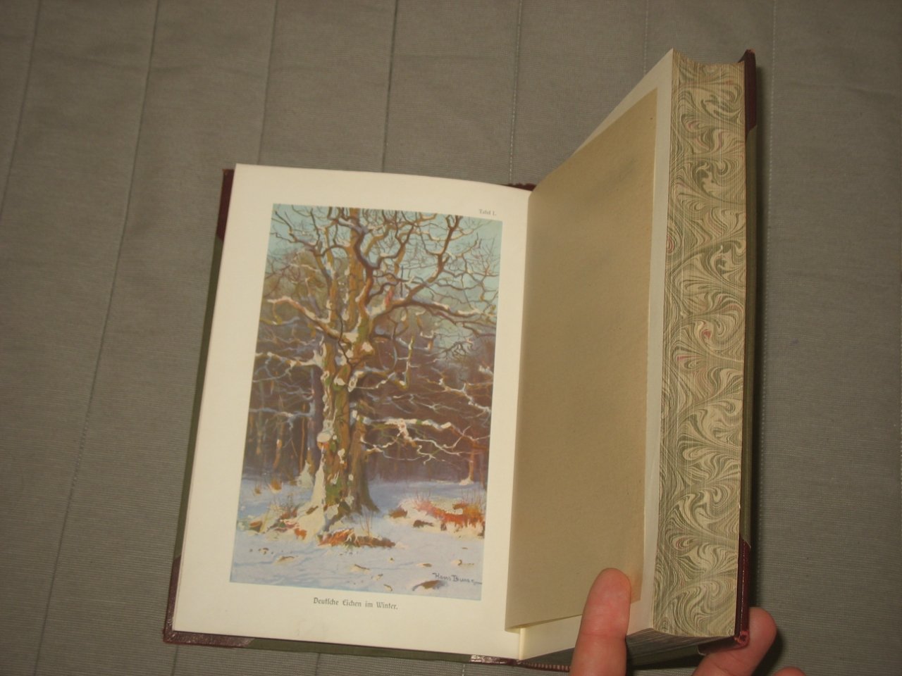 Warburg Otto. Die Pflanzenwelt. / Мир растений. Том 1.