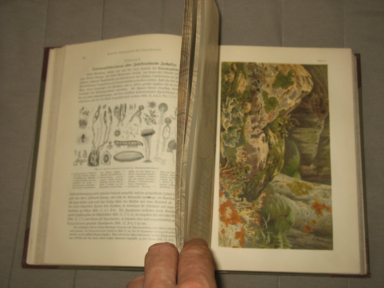 Warburg Otto. Die Pflanzenwelt. / Мир растений. Том 1.