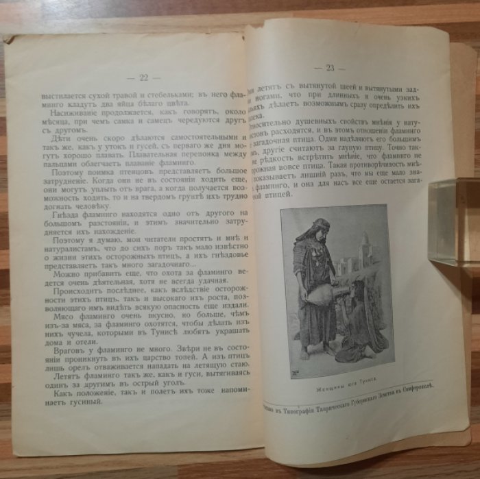 Чеглок А. Мои приключения в Сахаре и Северной Африке. Загадочная птица (о фламинго).