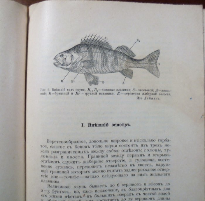 Окунь и Щука. Практическая зоотомия.