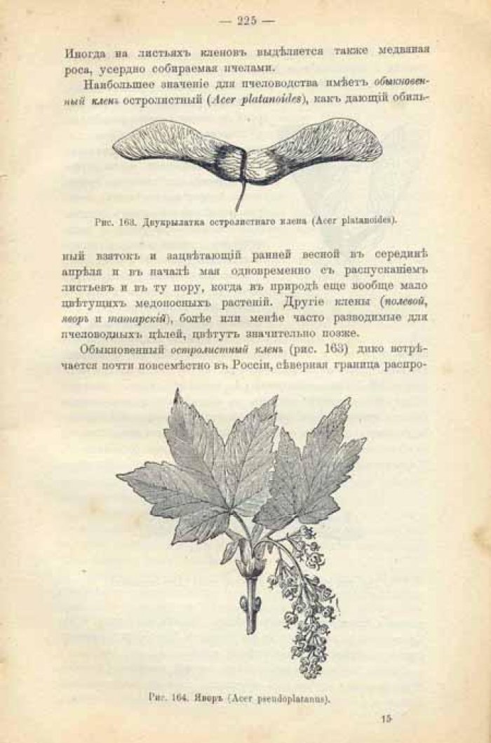 Сербинов, И.Л., Пикель В.О. Медоносные растения как основа промышленного пчеловодства.