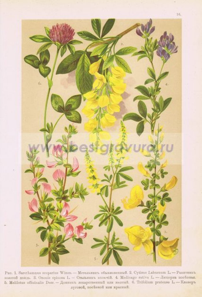 Метельник, ракитник (золотой дождь), стальник колючий, люцерна посевная, донник лекарственный, клевер луговой.