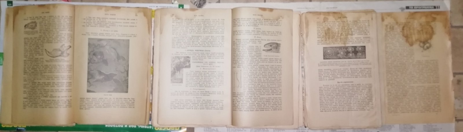 Шмейль О., проф. Курс зоологии. В 3-х частях.