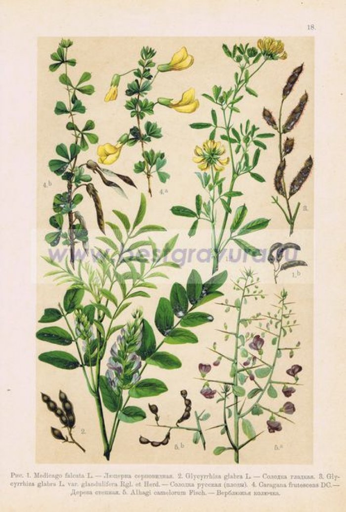 Люцерна серповидная, солодка гладкая, солодка русская (плоды), дереза степная, верблюжья колючка.