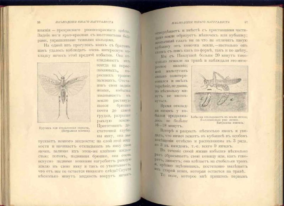 Умнов А. Наблюдения юного натуралиста.