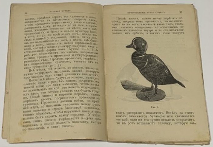 Пашкевич И.А. Набивка чучел.