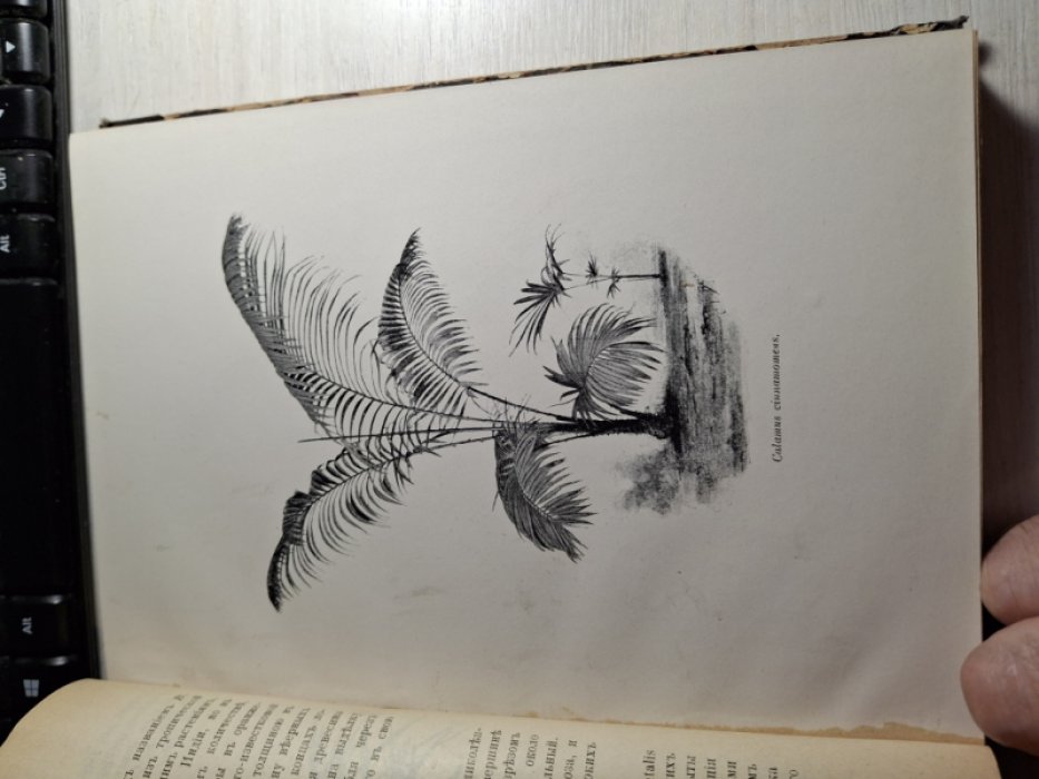 Вишняков В.А., Семенов Н.Е., Бондарцев А.С. Конволют 1. Вишняков В.А. Пальмы. 2. Семенов Комнатное цветоводство. 3. Бондарцев А.С. Краткое знакомство с грибными болезнями растений.